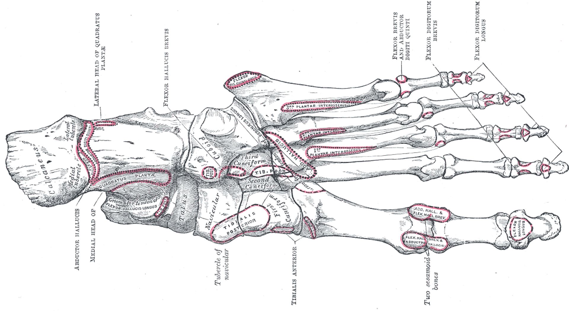 Grays Anatomy Fig 269 - Foot